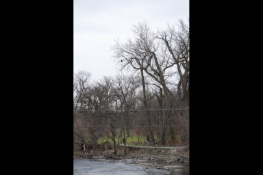 "Small Bear" in a Tree by Swan Pond